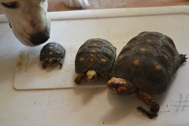 Care And Housing Of Red Footed Tortoises In The Tropics Nidulari